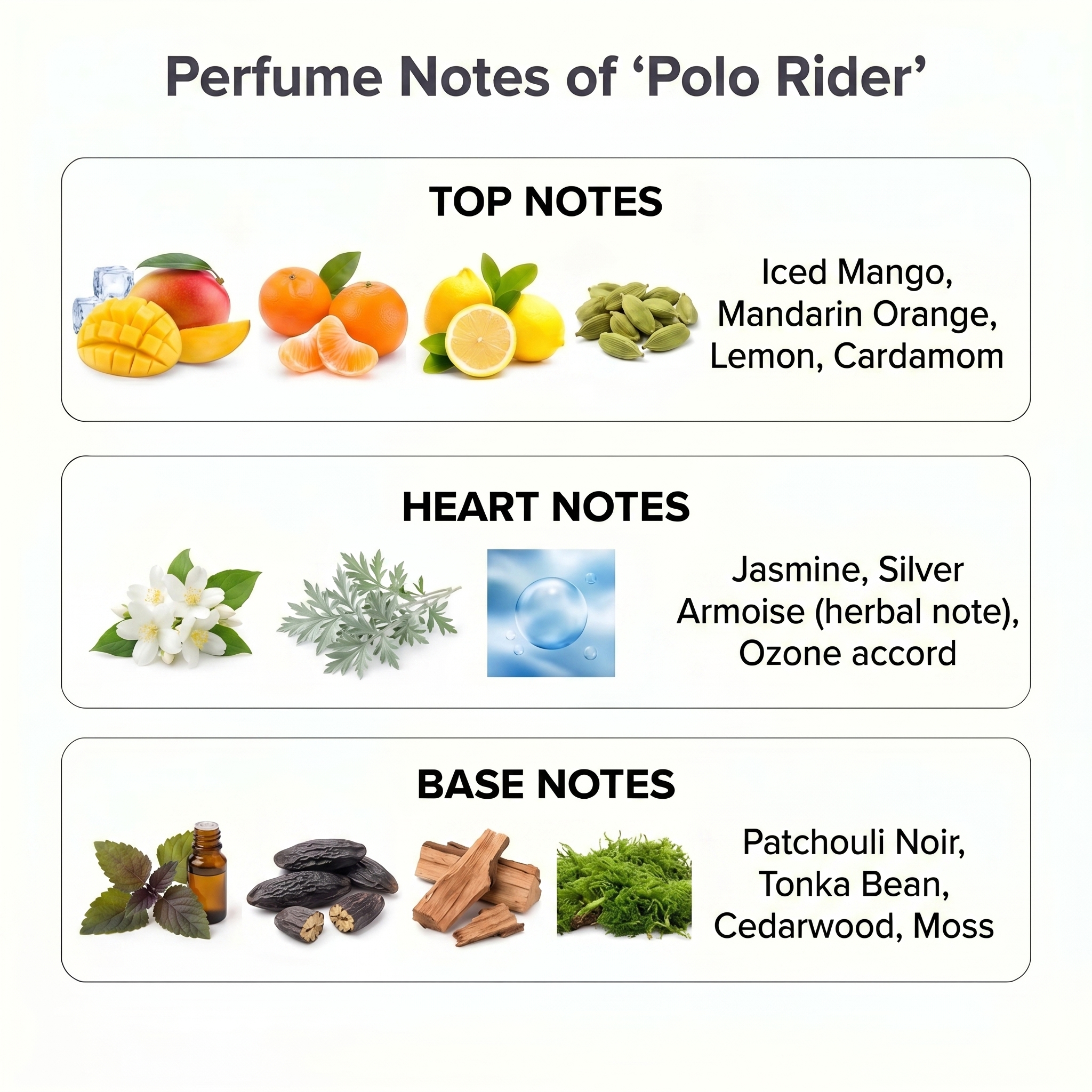 POLO RIDER - Image 2
