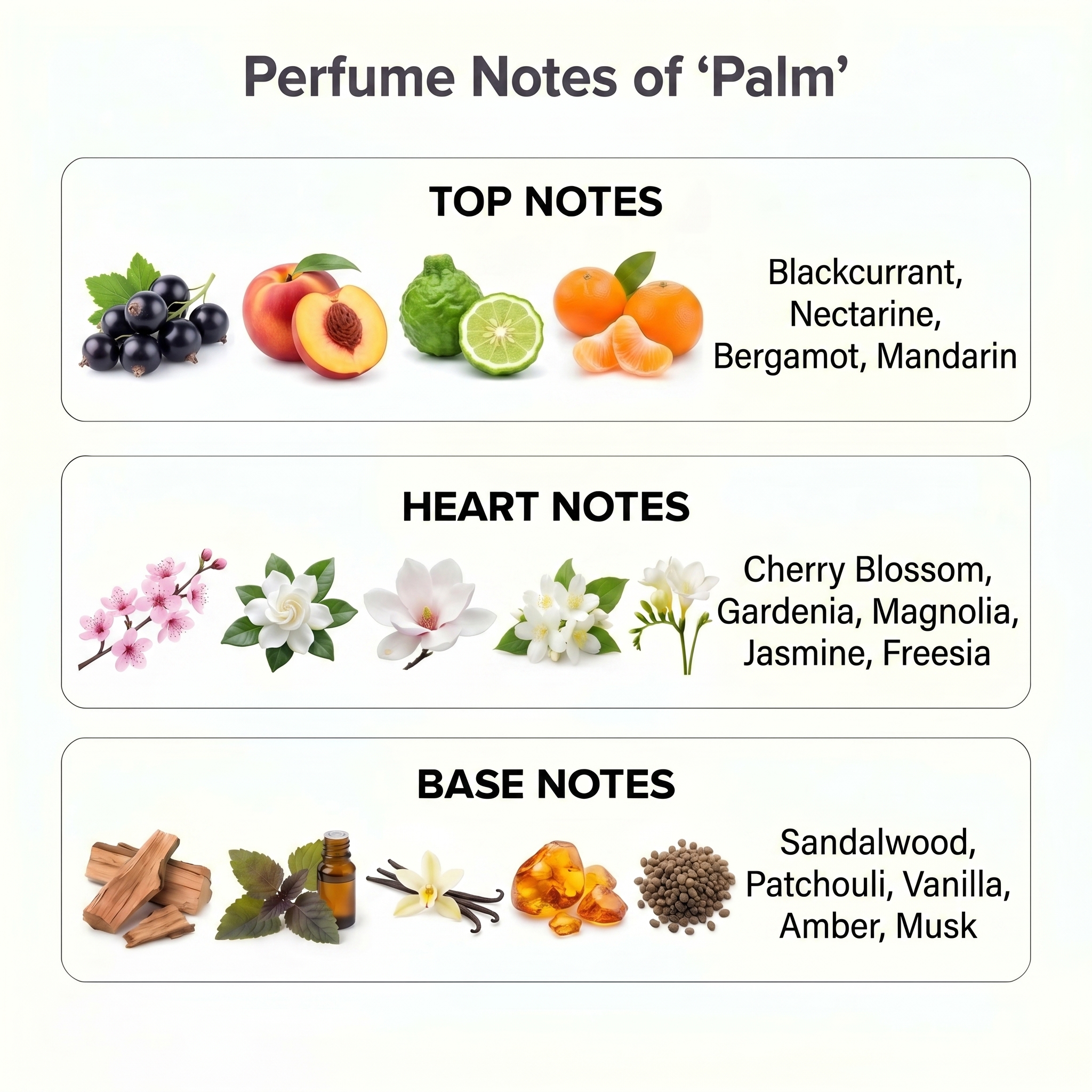 PALM - Image 2